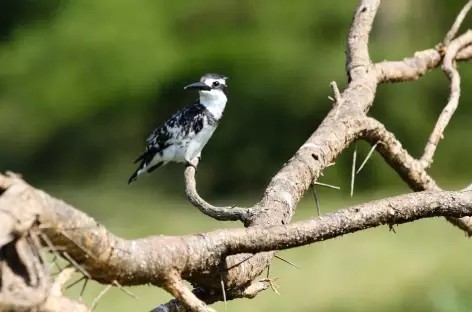 Martin-pêcheur pie, Parc national de Queen Elizabeth - Ouganda