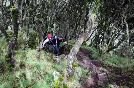 Ascension du volcan Sabinyo ( 3634 m), Parc national Mgahinga - Ouganda