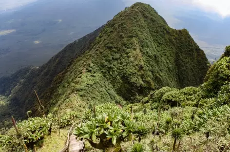 Ascension du volcan Sabinyo ( 3634 m), Parc national Mgahinga - Ouganda