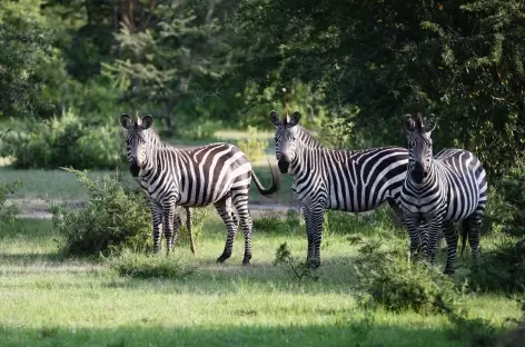 Zèbres, Parc national Lac Mburo - Ouganda