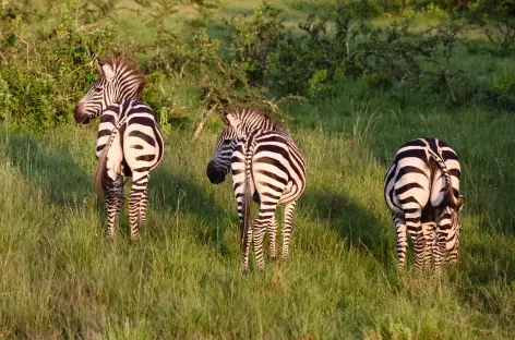 Zèbres, Parc national Lac Mburo - Ouganda