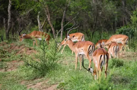Impalas, Parc national Lac Mburo - Ouganda