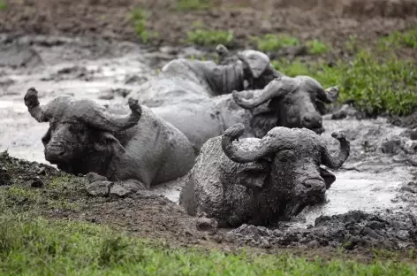 Buffles , Parc national Lac Mburo - Ouganda