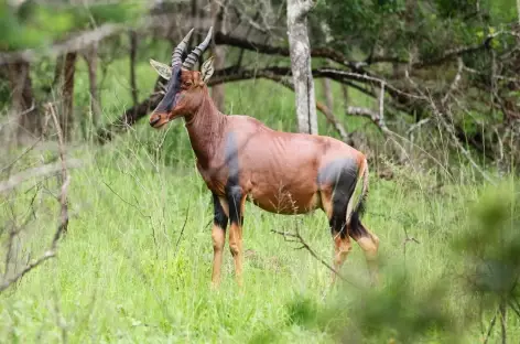 Topi, Parc national Lac Mburo - Ouganda