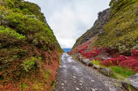 Col des Boeufs_La Réunion_France - 