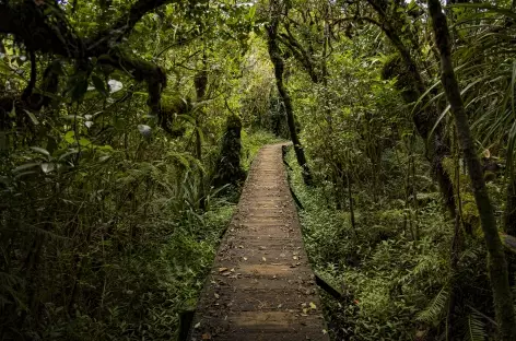 Chemin forêt primaire de Bélouve, Trou de Fer, La Réunion _France - 