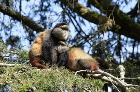 Singes dorés, Parc national des Volcans - Rwanda - 