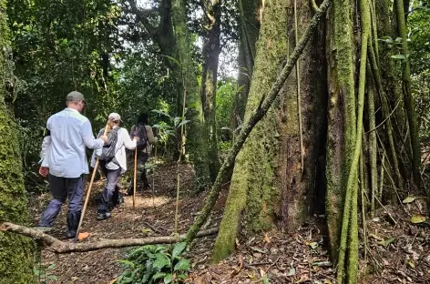 Marche dans le Parc national de Nyungwe - Rwanda