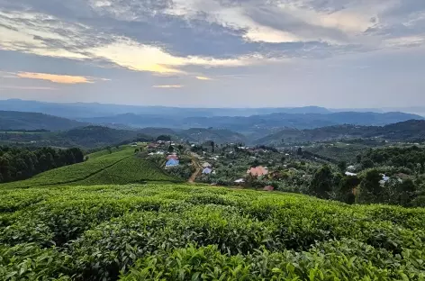 Plantations de thé à Gisakura - Rwanda