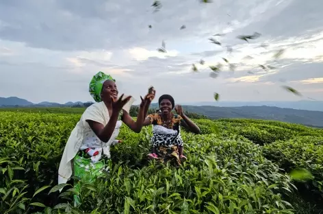 Plantations de thé à Gisakura - Rwanda