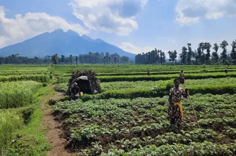 Au pied des volcans Virunga - Rwanda - 