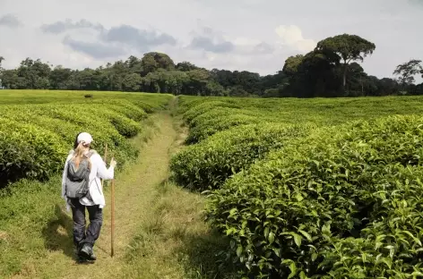 Marche dans les plantations de thé à Gisakura - Rwanda