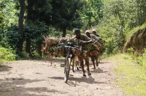 Randonnée sur le Congo Nile Trail, Lac Kivu - Rwanda