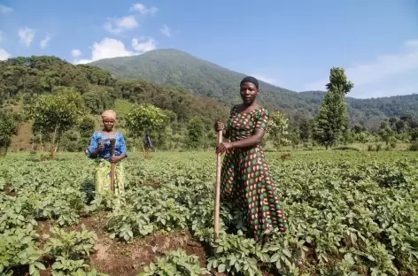 Sur les pentes des volcans Virunga - Rwanda