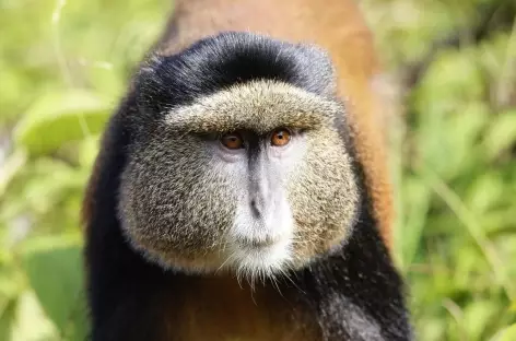 Singe doré, Parc national des Volcans - Rwanda