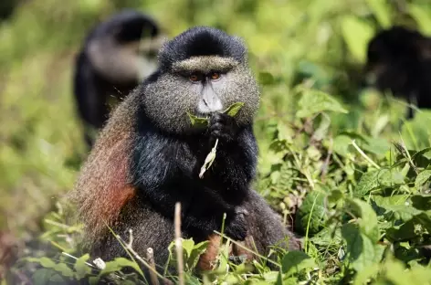 Singe doré, Parc national des Volcans - Rwanda