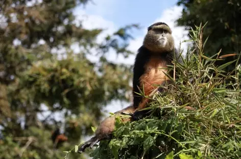 Singe doré, Parc national des Volcans - Rwanda - 