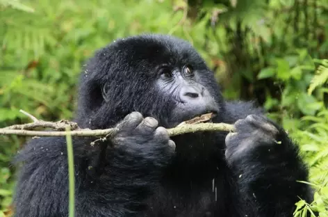 Gorille de montagne, Parc national des Volcans - Rwanda