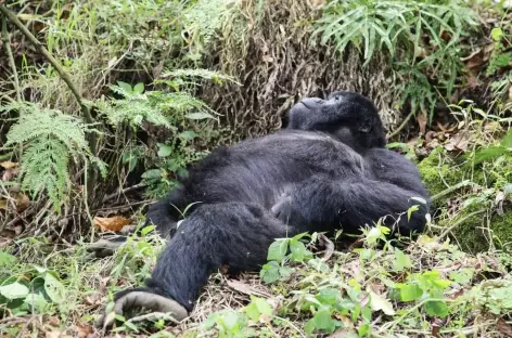 Gorille de montagne, Parc national des Volcans - Rwanda