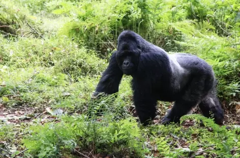 Gorille de montagne, Parc national des Volcans - Rwanda - 