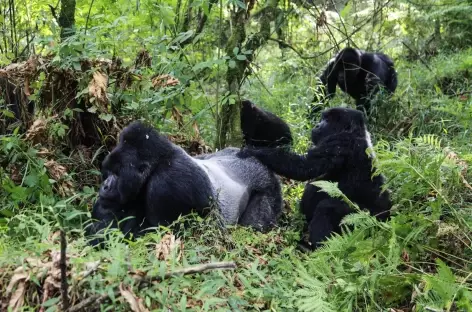 Gorilles de montagne, Parc national des Volcans - Rwanda - 