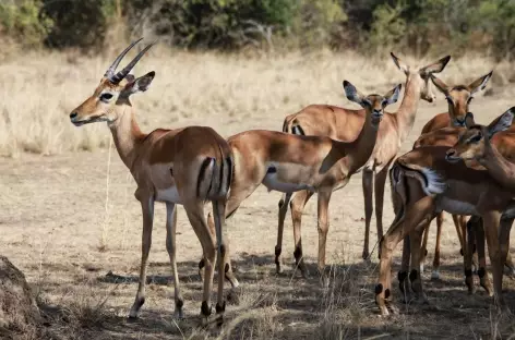 Impalas, Parc national de l'Akagera - Rwanda