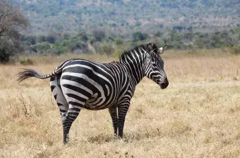 Zèbre, Parc national de l'Akagera - Rwanda
