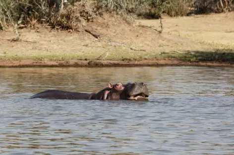 Hippopotame dans le lac Ihema, Parc national de l'Akagera - Rwanda - 