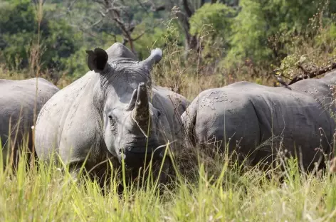 Rhinocéros, Parc national de l'Akagera - Rwanda