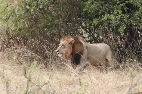 Lion, Parc national de l'Akagera - Rwanda - 