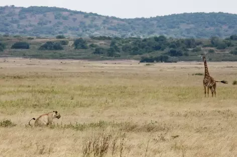 Scène de chasse, Parc national de l'Akagera - Rwanda