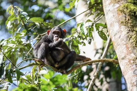 Observation des chimpanzés, Parc national de Nyungwe - Rwanda - 