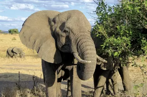 Eléphants dans le parc du Serengeti - Tanzanie - 