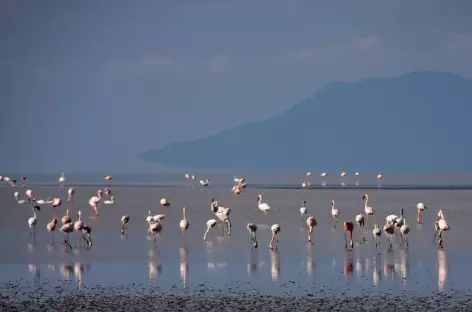 Flamants roses sur le lac Natron - Tanzanie