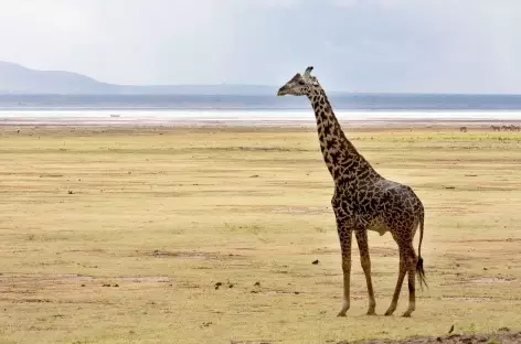 Girafe, Parc national de Manyara - Tanzanie - 