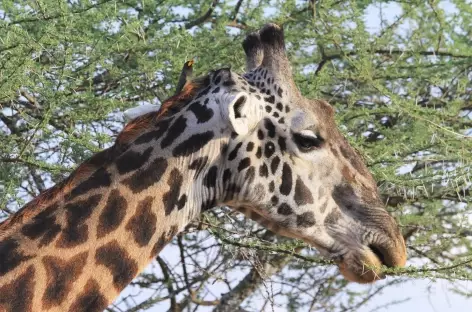 Girafe - Tanzanie