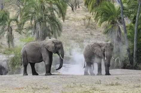 Éléphants proches de la rivière Seronera, parc du Serengeti - Tanzanie