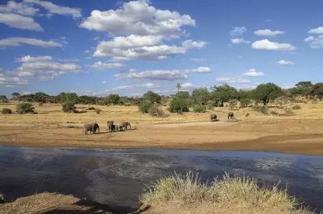 Éléphants proches de la rivière Seronera, parc du Serengeti - Tanzanie - 