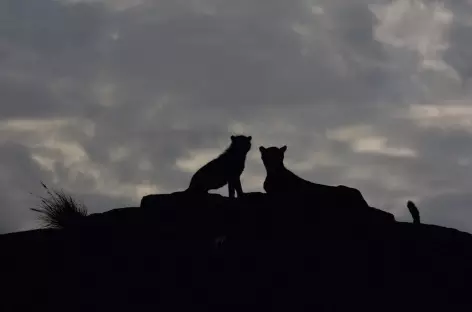 Guépards sur un kopje du Serengeti - Tanzanie