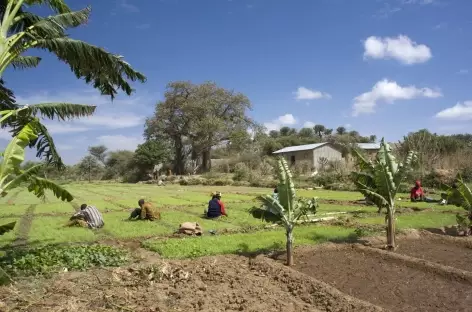 Plantations vers le lac Eyasi - Tanzanie