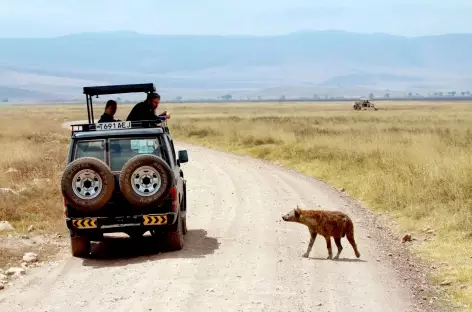 Rencontre avec une hyène, caldeira du Ngorongoro - Tanzanie
