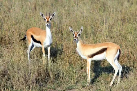 Gazelles de Thomson - Tanzanie - 