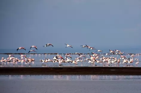 Flamants roses du Lac Natron - Tanzanie