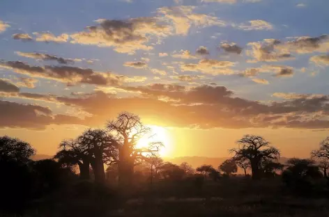 Coucher de soleil sur le baobabs, Parc national de Tarangire - Tanzanie