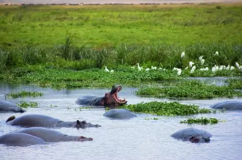 Hippo Pool, secteur de Seronera, Parc national du Serengeti - Tanzanie - 
