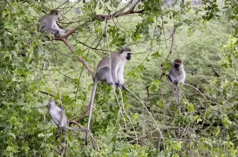 Dans le Parc national de Manyara - Tanzanie - 