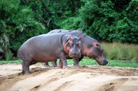Hippopotames - Tanzanie