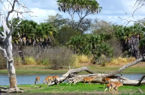 Safari dans le Parc national de Nyerere - Tanzanie