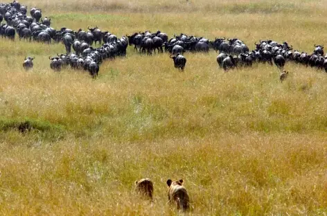 Chasse aux lions - Tanzanie