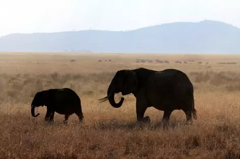 Eléphants dans le Parc national de Mikumi - Tanzanie